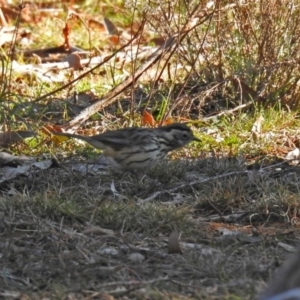 Pyrrholaemus sagittatus at Majura, ACT - 12 Apr 2020