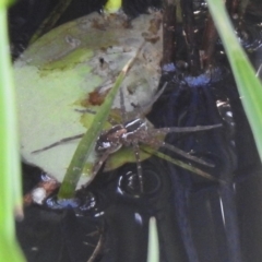Dolomedes (genus) (Fishing spider) at Majura, ACT - 12 Apr 2020 by RodDeb