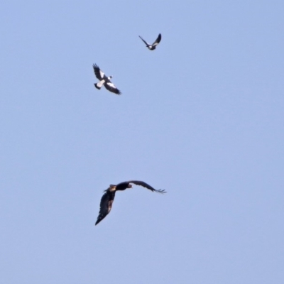 Aquila audax (Wedge-tailed Eagle) at Majura, ACT - 12 Apr 2020 by RodDeb