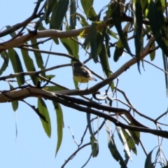 Gerygone olivacea at Majura, ACT - 12 Apr 2020