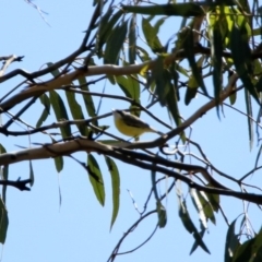 Gerygone olivacea at Majura, ACT - 12 Apr 2020