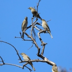 Caligavis chrysops (Yellow-faced Honeyeater) at Majura, ACT - 12 Apr 2020 by RodDeb