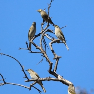 Caligavis chrysops at Majura, ACT - 12 Apr 2020 12:26 PM