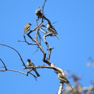 Caligavis chrysops at Majura, ACT - 12 Apr 2020 12:26 PM