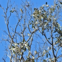 Caligavis chrysops at Majura, ACT - 12 Apr 2020 12:26 PM