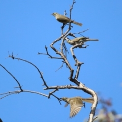 Caligavis chrysops at Majura, ACT - 12 Apr 2020 12:26 PM