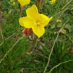 Oenothera stricta subsp. stricta (Common Evening Primrose) at Red Hill, ACT - 13 Apr 2020 by SRoss