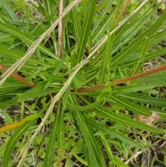 Oenothera stricta subsp. stricta at Red Hill, ACT - 13 Apr 2020