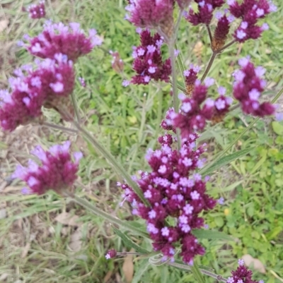 Verbena incompta (Purpletop) at Red Hill, ACT - 13 Apr 2020 by SRoss