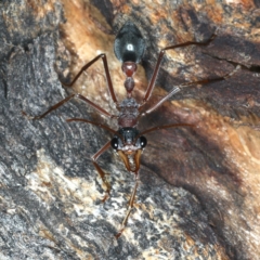 Myrmecia nigriceps (Black-headed bull ant) at Ainslie, ACT - 13 Apr 2020 by jb2602