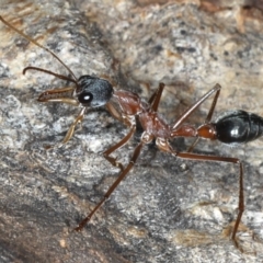 Myrmecia nigriceps at Ainslie, ACT - 13 Apr 2020