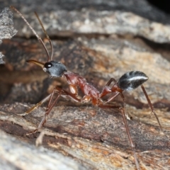 Myrmecia nigriceps at Ainslie, ACT - 13 Apr 2020 04:02 PM