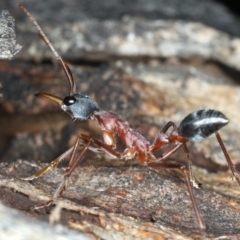 Myrmecia nigriceps at Ainslie, ACT - 13 Apr 2020 04:02 PM