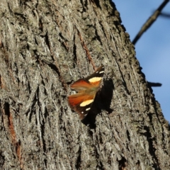 Vanessa itea (Yellow Admiral) at Majura, ACT - 13 Apr 2020 by jbromilow50