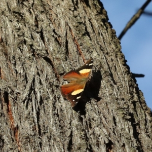 Vanessa itea at Majura, ACT - 13 Apr 2020 05:03 PM