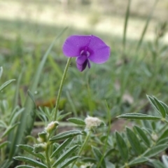 Swainsona sericea (Silky Swainson-Pea) at Theodore, ACT - 13 Apr 2020 by owenh