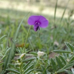 Swainsona sericea (Silky Swainson-Pea) at Melrose - 12 Apr 2020 by Owen