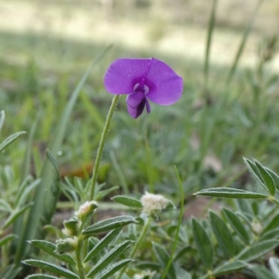 Swainsona sericea (Silky Swainson-Pea) at Melrose - 12 Apr 2020 by Owen