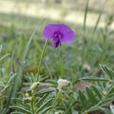 Swainsona sericea (Silky Swainson-Pea) at Theodore, ACT - 13 Apr 2020 by owenh