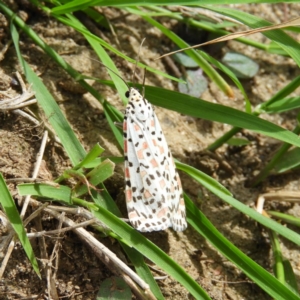 Utetheisa pulchelloides at Stromlo, ACT - 28 Mar 2020