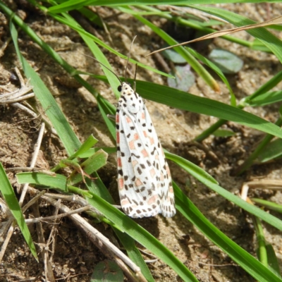 Utetheisa pulchelloides (Heliotrope Moth) at Stromlo, ACT - 28 Mar 2020 by MatthewFrawley