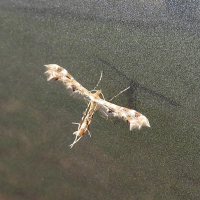 Sphenarches anisodactylus (Geranium Plume Moth) at Kambah, ACT - 28 Mar 2020 by MatthewFrawley