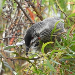 Anthochaera carunculata (Red Wattlebird) at Kambah, ACT - 31 Mar 2020 by MatthewFrawley