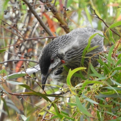 Anthochaera carunculata (Red Wattlebird) at Kambah, ACT - 31 Mar 2020 by MatthewFrawley