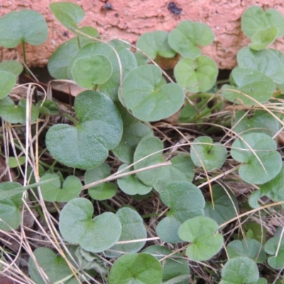 Dichondra repens (Kidney Weed) at Conder, ACT - 26 Mar 2020 by michaelb