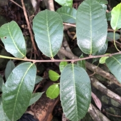 Trophis scandens subsp. scandens (Burny Vine) at Wattamolla, NSW - 29 Mar 2020 by WattaWanderer