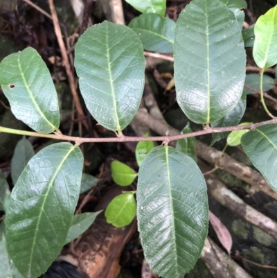 Trophis scandens subsp. scandens (Burny Vine) at Wattamolla, NSW - 29 Mar 2020 by WattaWanderer