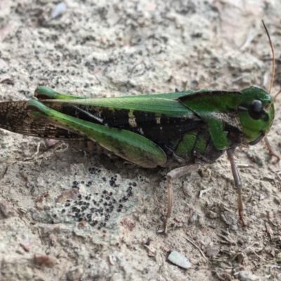 Gastrimargus musicus (Yellow-winged Locust or Grasshopper) at Amaroo, ACT - 13 Apr 2020 by CedricBear