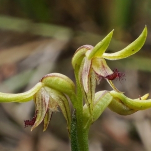 Corunastylis cornuta at Acton, ACT - suppressed