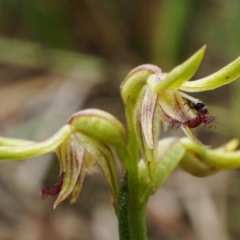 Corunastylis cornuta at Acton, ACT - suppressed