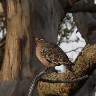 Phaps chalcoptera (Common Bronzewing) at Majura, ACT - 13 Apr 2020 by jbromilow50