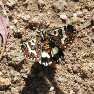 Apina callisto at Kambah, ACT - 6 Apr 2020 12:14 PM