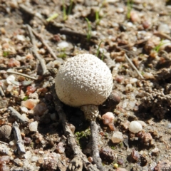 zz puffball at Kambah, ACT - 6 Apr 2020 by MatthewFrawley