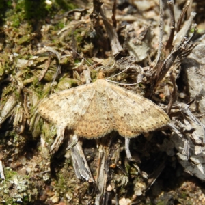 Scopula rubraria at Kambah, ACT - 6 Apr 2020