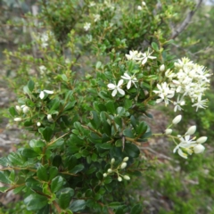 Bursaria spinosa (Native Blackthorn, Sweet Bursaria) at Kambah, ACT - 6 Apr 2020 by MatthewFrawley