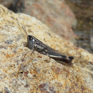 Macrotona australis at Kambah, ACT - 6 Apr 2020 12:45 PM