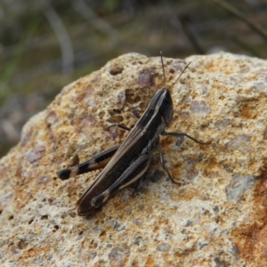 Macrotona australis at Kambah, ACT - 6 Apr 2020 12:45 PM