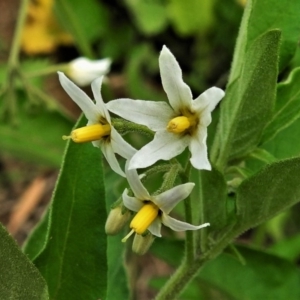 Solanum chenopodioides at Tennent, ACT - 14 Apr 2020 12:10 PM