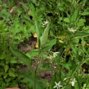 Solanum chenopodioides at Tennent, ACT - 14 Apr 2020 12:10 PM