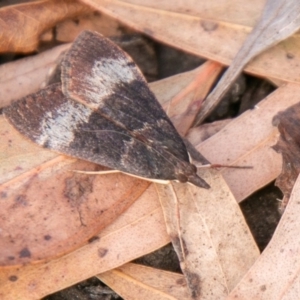 Uresiphita ornithopteralis at Chapman, ACT - 14 Apr 2020 04:03 PM