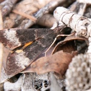 Uresiphita ornithopteralis at Chapman, ACT - 14 Apr 2020 04:03 PM