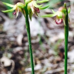 Corunastylis cornuta at Hackett, ACT - suppressed