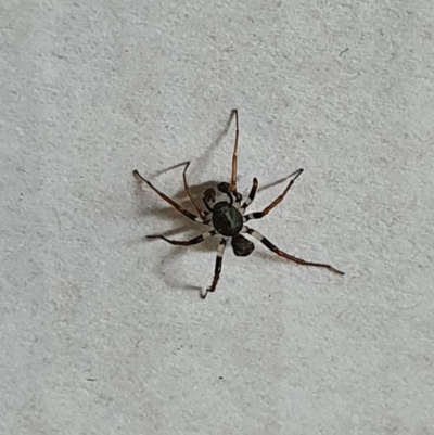 Zodariidae (family) (Unidentified Ant spider or Spotted ground spider) at Queanbeyan West, NSW - 14 Apr 2020 by Speedsta