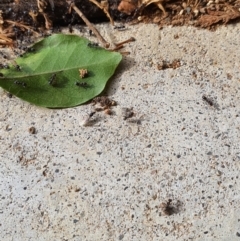 Iridomyrmex sp. (genus) (Ant) at Queanbeyan West, NSW - 14 Apr 2020 by Speedsta