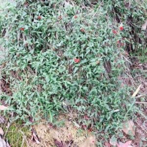 Einadia nutans subsp. nutans at Hackett, ACT - 14 Apr 2020 12:30 PM