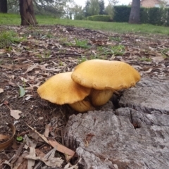 Gymnopilus junonius (Spectacular Rustgill) at Griffith, ACT - 14 Apr 2020 by SRoss